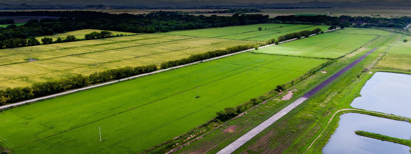 Arrozales vistos desde el aire